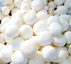 champignon de Paris