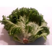 salade batavia