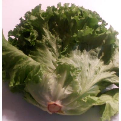 salade batavia
