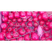 tomate cerise